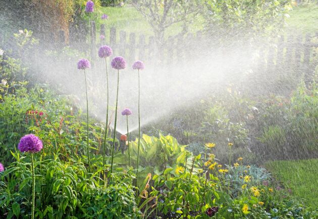  Bevattning av trädgård kan bli problematiskt på sommaren vid långvarig torka. Men genom att anlägga ett återvinningssystem kan man använda regnvattnet till trädgårdsskötsel.