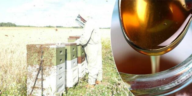 Honungsfusket: Missvisande märkning hotar svensk biodling