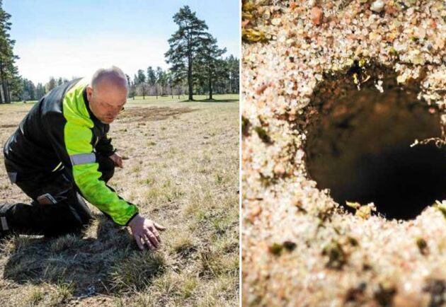  På sandmarker och åsar i Nybro kommun fanns en insektsfauna av nationellt skyddsvärde, bland annat på golfbanan i Krukebo. Banchef Patrik Tagesson har varit med och tagit fram en skötselplan. 