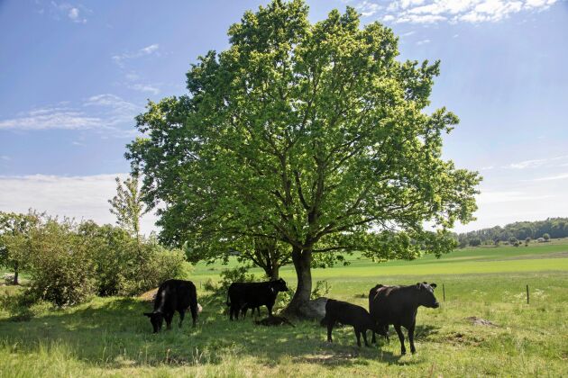  Anguskor med sina kalvar på grönbete, Lillhammar gård, söker skugga under trädet.