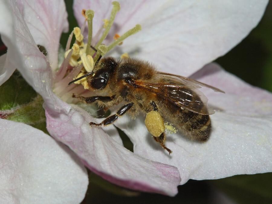 Honeybee on apple blossom.