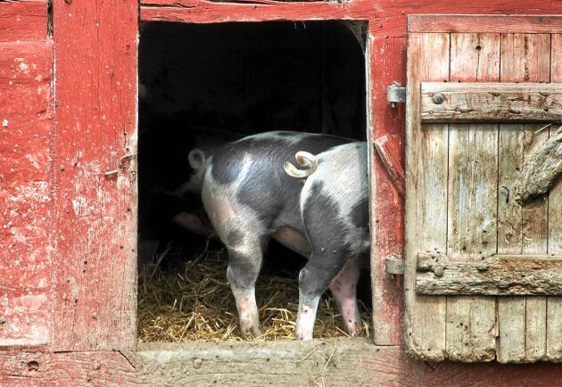  Knorren på den svenska grisen finns kvar för att ytorna i grisboxarna är större och de har mer halm att böka i. 