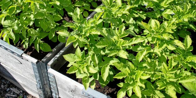 5 lata sätt att odla potatis på – utan att gräva