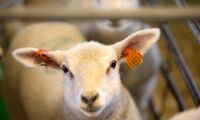 Stillastående lönsamhet för lamm
