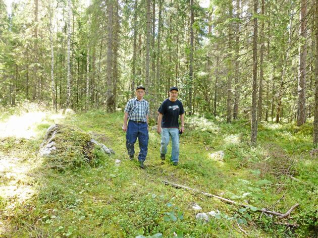  Knut-Erik Eriksson och Martin Stugholm (till höger) är två skogsägare som drabbats av stora barkborreangrepp på den gemensamägda skogsfastigheten i Torpshammar i Medelpad. 