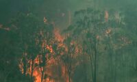 Fyra döda i australiska bränder