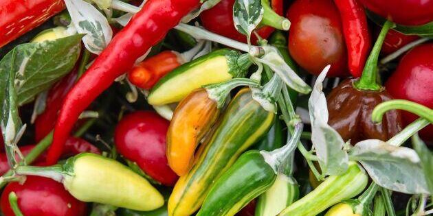 Odla chili – från frö till planta