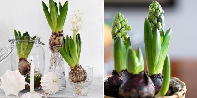 Så sköter du din hyacint – tre smarta tips som får den att leva längre