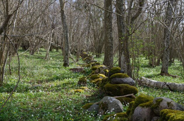 An old mossy stonewall surrounded of blossom windflowers in a forest at the Swedish island Oland