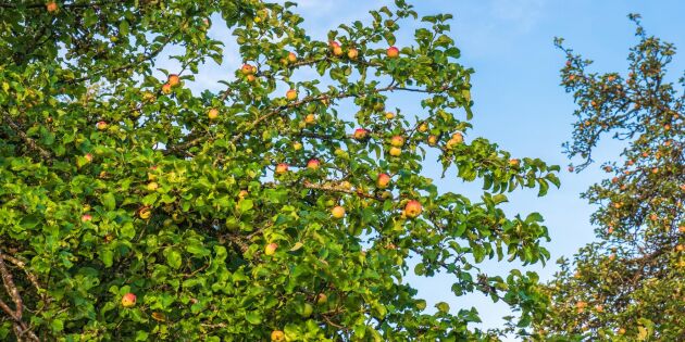 Skötselråd för friska äppelträd och många äpplen