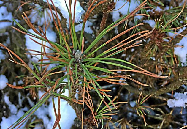  En svampsjukdom som angriper tall har för första gången upptäckts i Sverige och Skandinavien av forskare vid SLU. Fynden har gjorts på bergtall (Pinus mugo).