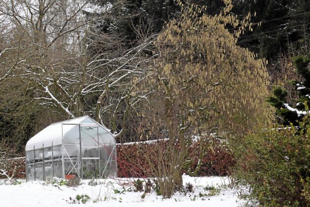  I den vintriga trädgården väntar grönsaksfrön under snön och backar med fröer står i växthuset.
