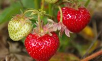Ovanligt lång säsong för jordgubbar