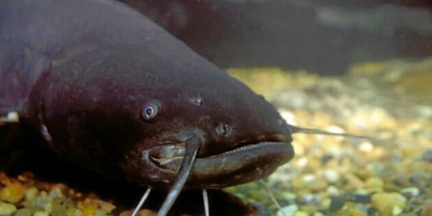 Sveriges största sötvattensfisk ska räddas