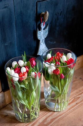  Tulpanerna i höga glasvaser bjuder på både grönska och blommor. 