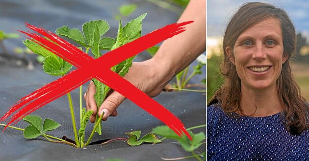  Bekämpa ogräset utan plast – jo det går! Miljövetaren Annevi Sjöberg vet hur du gör.