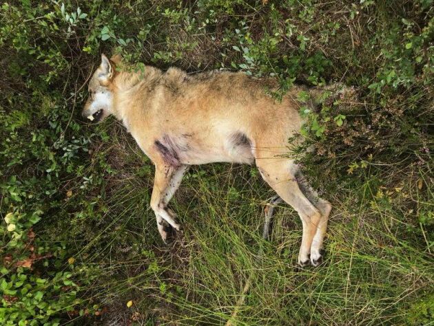 Vargen som kallades snapphanen blev skjuten av en jägare som trodde att det var en räv han sköt. Arkivbild. 