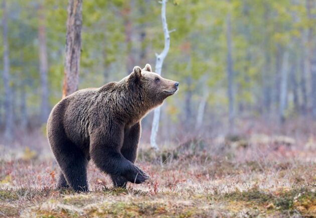  Olaglig åtel vid björnjakt är ett ökande problem.