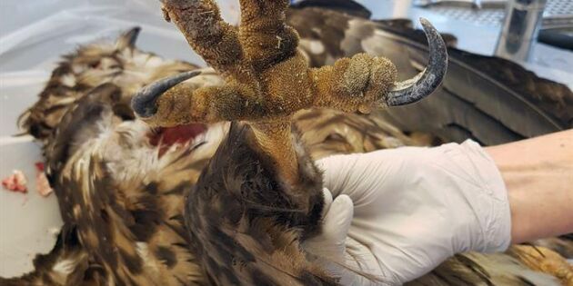 Fågelinfluensa upptäckt på död havsörn
