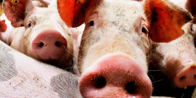 Afrikansk svinpest har nått Sydkorea
