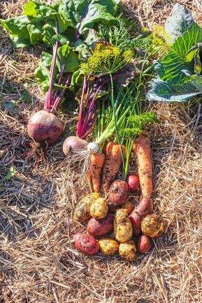  Så här års plockar familjen gigantiska morötter, lökar, rödbetor och röda potatisar från landet. Allt växer så det knakar tack vare hönsgödseln.