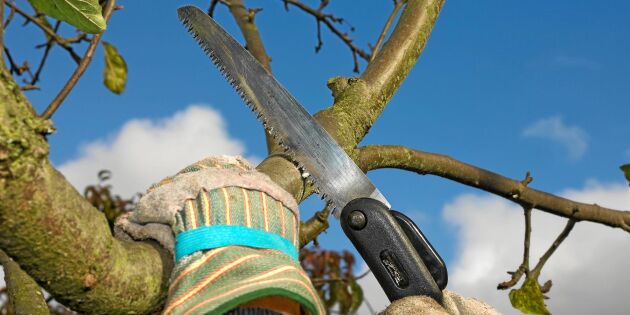 Vårda fruktträden i höst – 4 bra råd