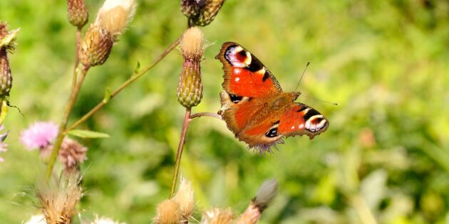 12 fjärilar i Sverige – så känner du igen dem