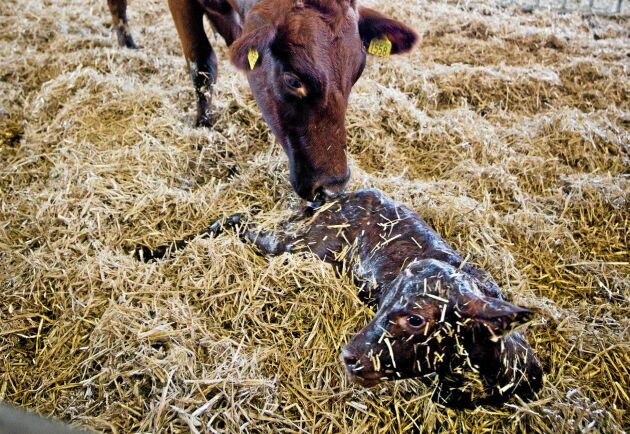  Den nyfödda kalven ska få vara hos kon i åtminstone 12 timmar enligt det koncept om specialmjölk som Arla nu försöker värva leverantörer till.