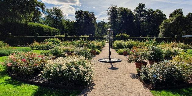 Rosornas Skåne – åk på trädgårdsresa med Landresor