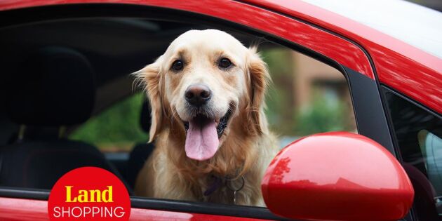 Slipp böter och olyckor – res säkert med hund i bil!