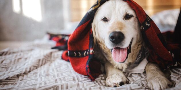 Håll hunden frisk i kylan – 7 saker att tänka på