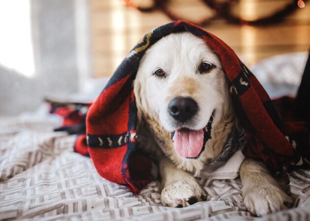 Håll hunden frisk i kylan – 7 saker att tänka på
