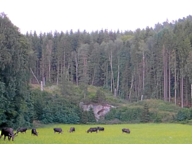  Koncentrationen av älgar är hög i Skredsviksområdet. Åtta älgar, varav sex tjurar och två kvigor, är fotograferade av Lars-Georg Hedlund.