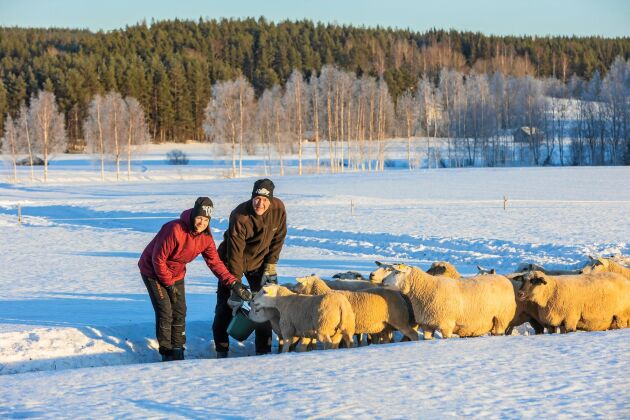  Gunilla och Eskil Burlin föder upp lamm, i grannbyn Skråmträsk med cirka 30 tackor.