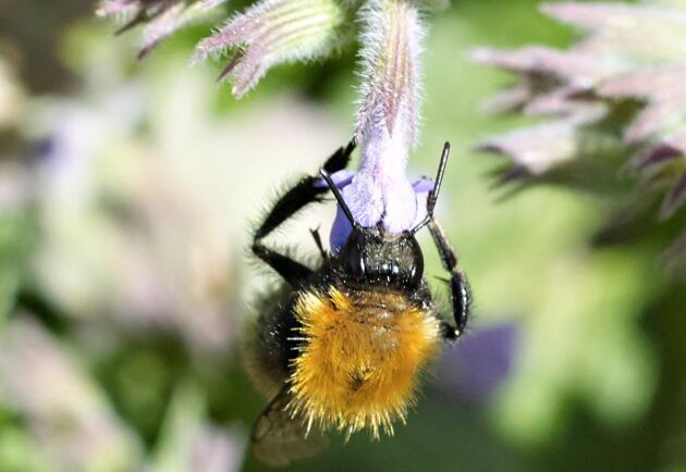  En tredjedel av biarterna som finns i Sverige är utrotningshotade.
