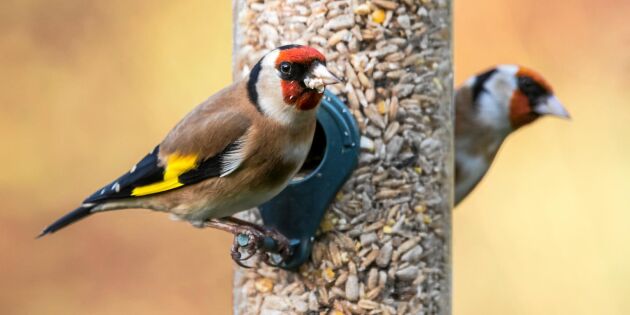 Grundkurs i fågelmatning – tänk på det här när du matar fåglarna i vinter