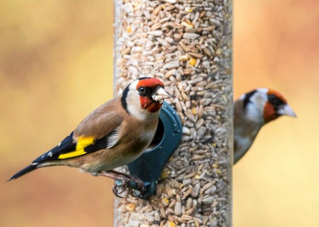 Grundkurs i fågelmatning – tänk på det här när du matar fåglarna i vinter