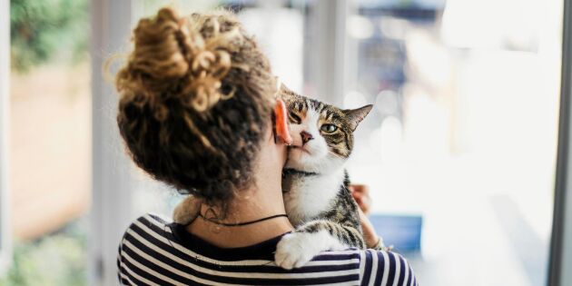 Snabblektion: Lär dig förstå din katt – och undvik missförstånden