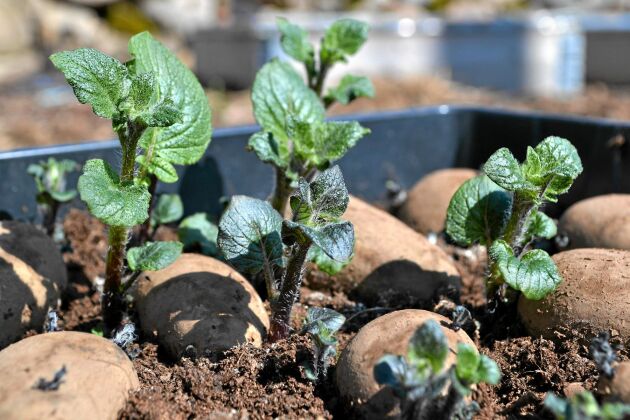  Här rotas potatis på jord för att få ett ordentligt försprång innan utplantering. Om potatisen står ljust och svalt blir blasten knubbig och fin.