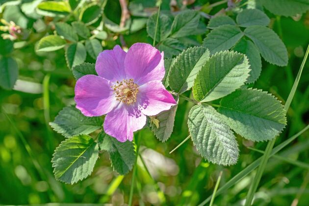  VILDROSOR. Det finns många vildväxande rosor i Sverige. De blommar i juni-juli med stora, rosa och väldoftande blommor. Alla bjuder på ätliga nypon.