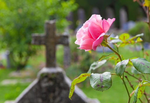  Plantera vackra minnen på gravplatsen. Här finns tips att börja med.
