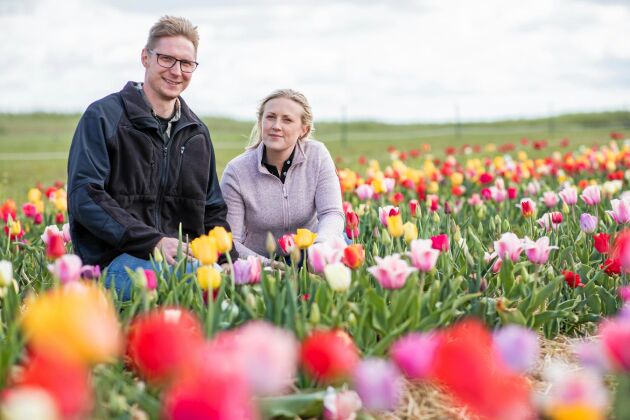  Joakim och Malin Svensson driver Lunnarps Jord &amp; Fjäder. De siktar på fortsatt expansion av odlingen av snittblommor och tulpanlökar. Blommor ger bättre betalt än till exempel morötter, resonerar de.
