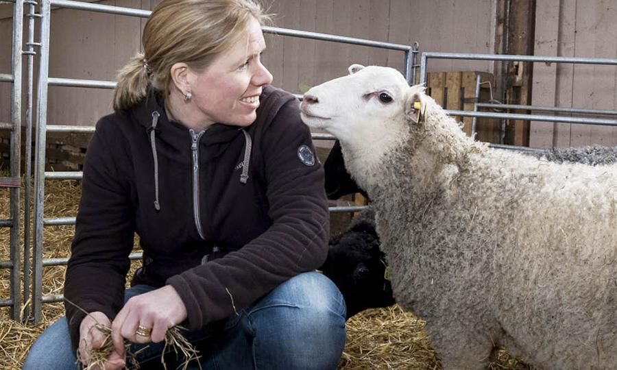 Jenny gosar lite med en av de 40 tackor med lamm som de också har på sin gård.