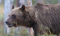 Björnjakten avlyst i delar av Dalarna