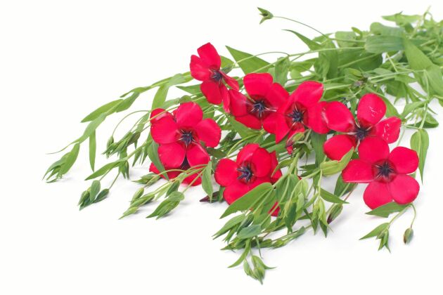  Blommorna behöver inte stanna ute. Här är ett lättodlat, rött blomsterlin tillsammans med lite grönt.