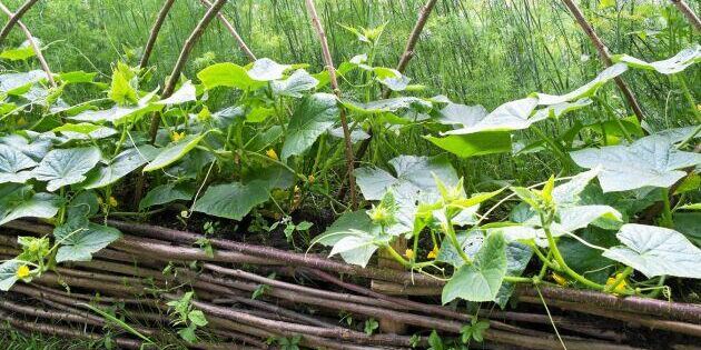 Bygg och odla i en hügelbädd – med stockar, ris och annat trädgårdsmaterial