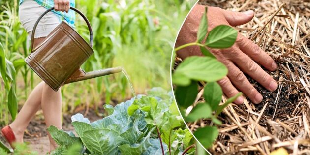 Hjälp din trädgård i torkan – 9 akuttips