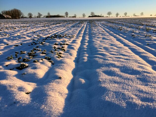  Lantbrukare i Östergötland önskar ett tjockt snötäcke.