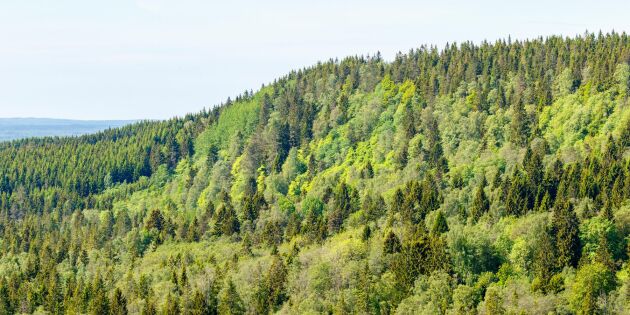Skogarna ökar i Europa