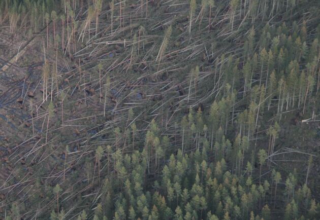  Så här såg det ut efter stormen Per. I morgon, fredag, vet Skogsstyrelsen mer om hur det ser ut i skogen efter den senaste stormen Alfrida.